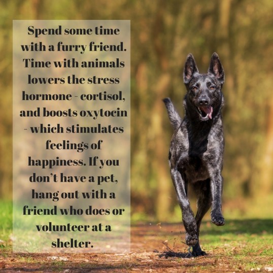 Spend some time with a furry friend. Time with animals lowers the stresshormone - cortisol, and boosts oxytocin - which stimulates feelings ofhappiness. If you don_t have a pet, hang o